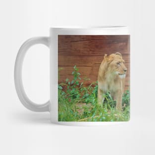 African Lioness Mug